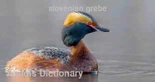 slovenian grebe
